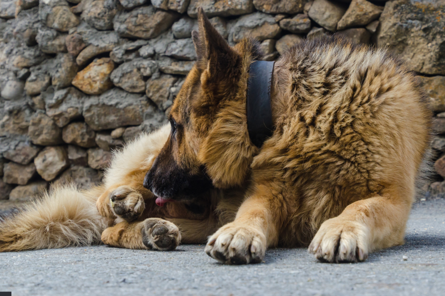 Dermatite da leccamento nel cane: cause, sintomi e rimedi efficaci Dermatite da leccamento nel cane: cause, sintomi e rimedi efficaci